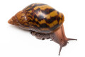 Achatina achatin achatina Ghana typ 1a x 2 semiadult